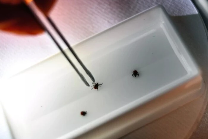 Turkish Resorts Overrun by Deadly Ticks