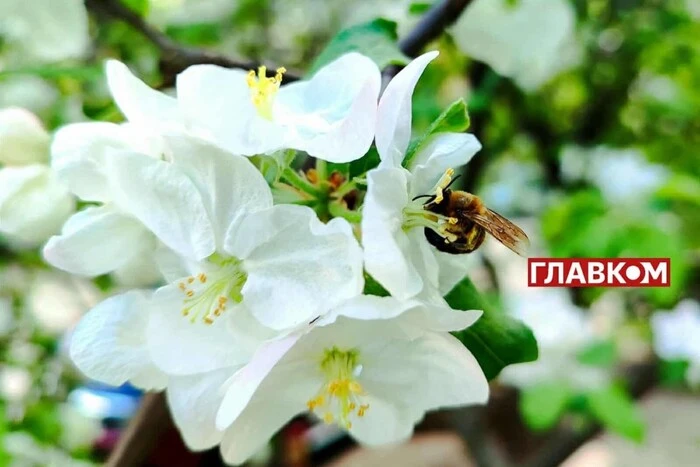 W Ukrainie pochmurno z przejaśnieniami: prognoza pogody na 25 maja