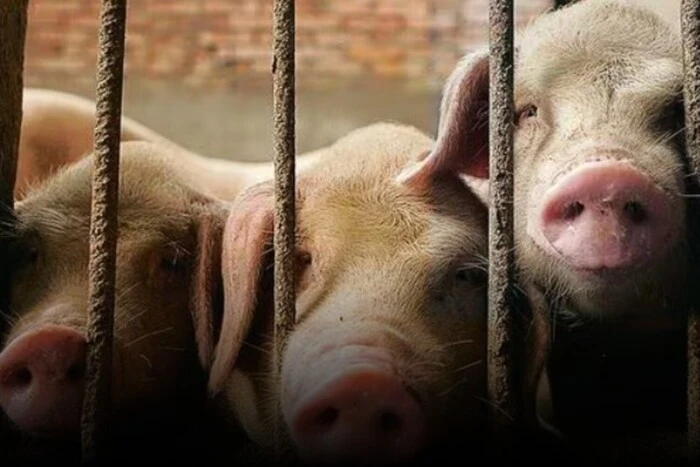 Pigs - a threat to humans? A dangerous virus in Europe