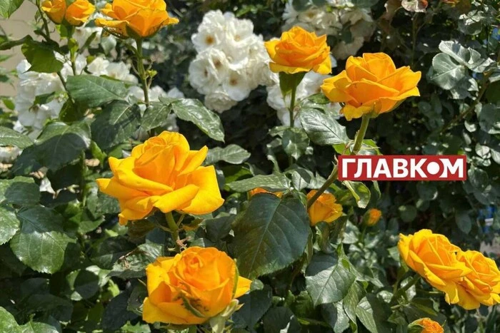 W Ukrainie zmienna pochmurność i krótkotrwałe deszcze: prognoza pogody na 11 czerwca