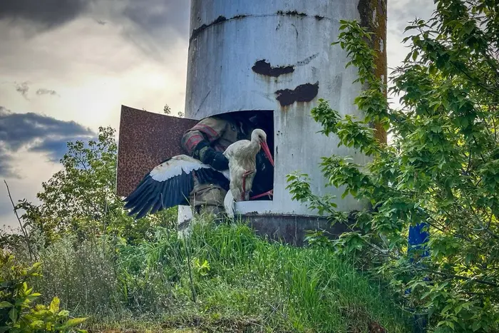 Storks rescued from the trap in Chernihiv