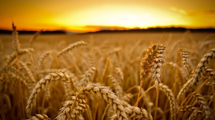 Ukrainischer Weizen wird vor Beginn der Ernte günstiger