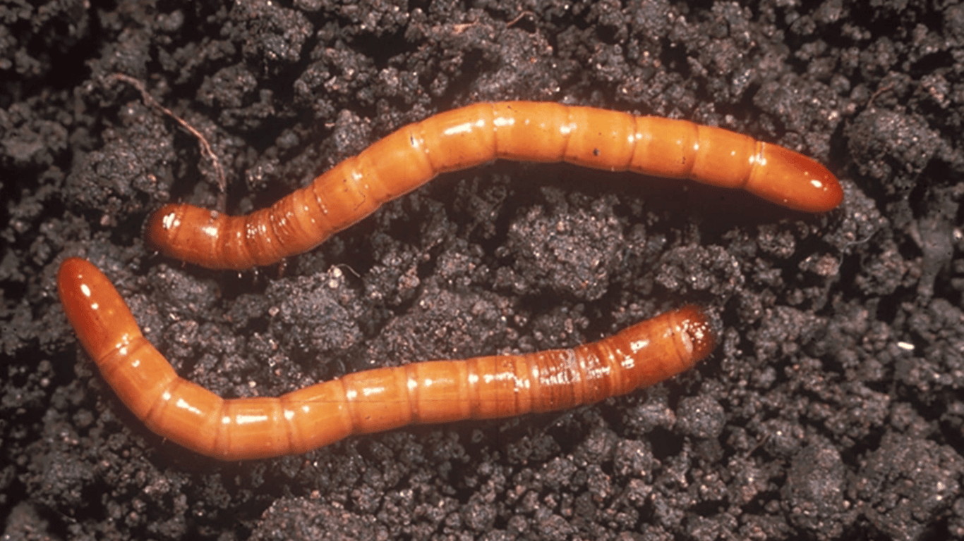 Drahtwürmer haben sich im Garten ausgebreitet - wie man die Ernte retten kann