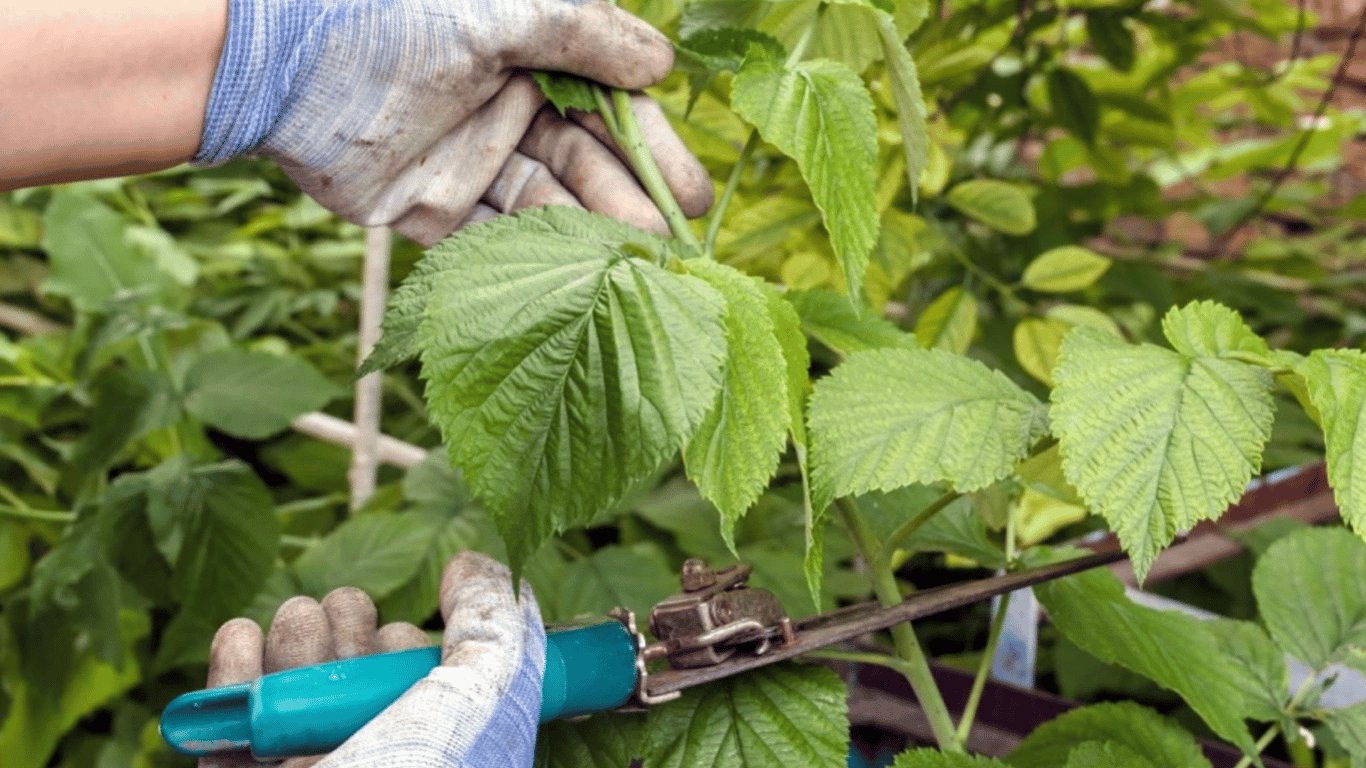 Wie man Himbeeren schneidet, um die Ernte zu verdreifachen – nützliche Tipps