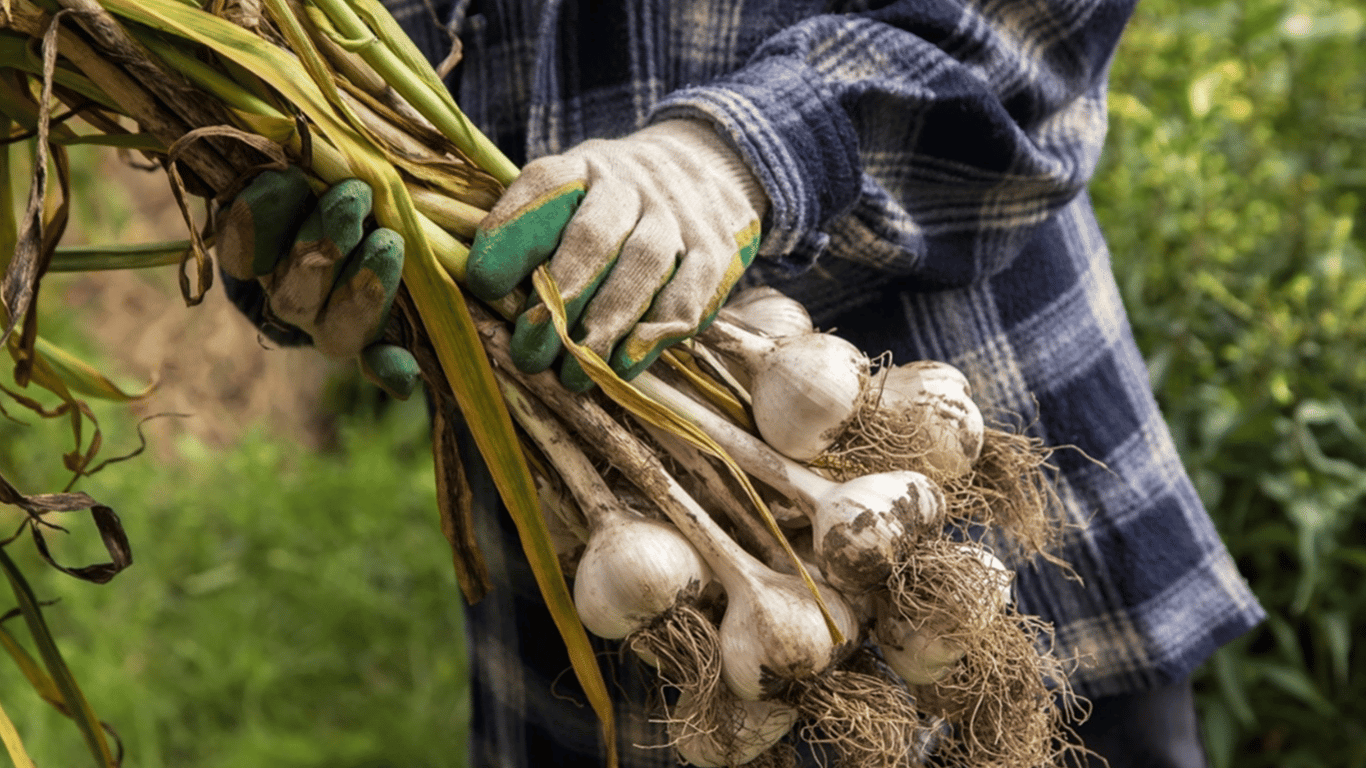 Wann man Winterknoblauch im Sommer 2025 ausgraben sollte – Mondkalender