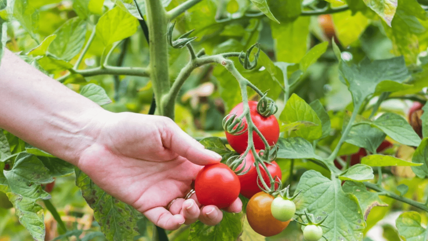 Blätter von Tomatenpflanzen unbedingt abreißen - warum, wie und wann