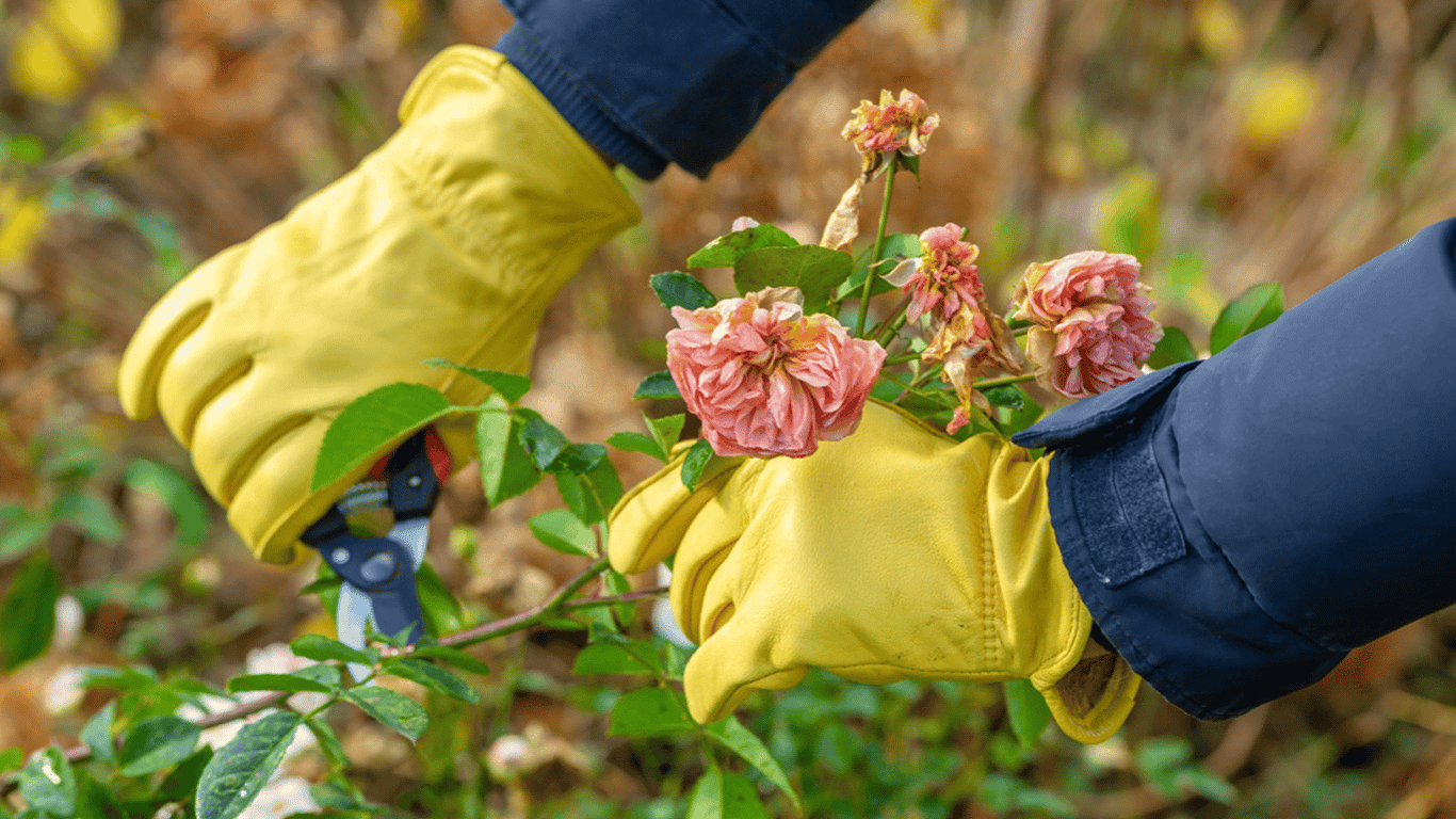 Rosen sind im Juli verblüht - wie man die Blumen 'beleben' kann