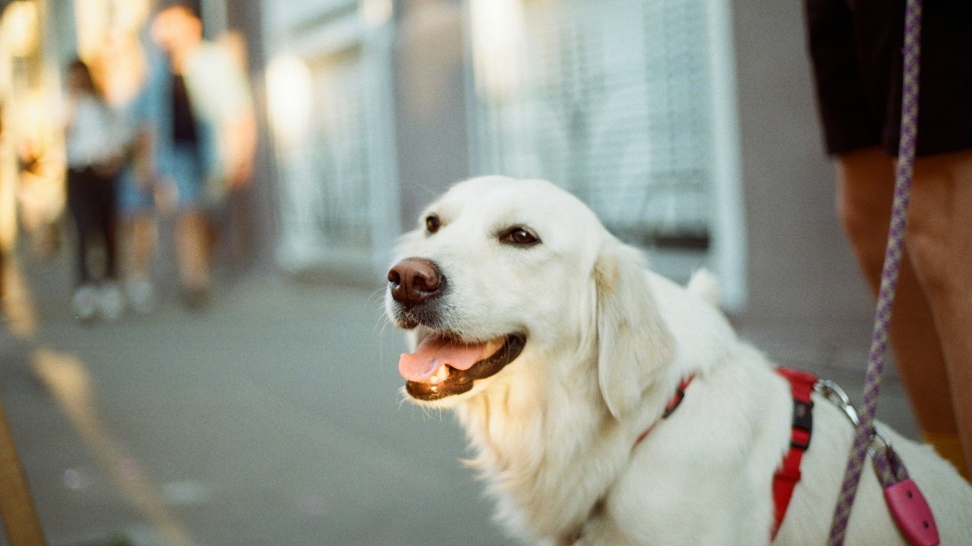 From Fine to Imprisonment: What Are the Consequences for Dog Attacks