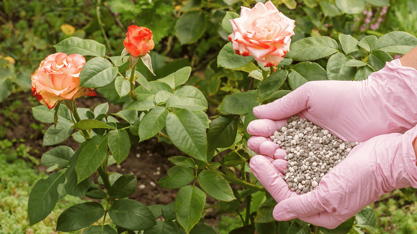 Wie man Rosen im Juli 2025 düngt, um die Blüte zu fördern