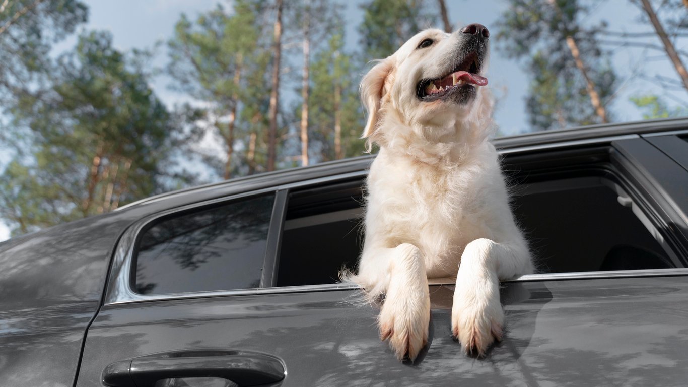 Fine up to 6,000 UAH - why pet owners may be punished