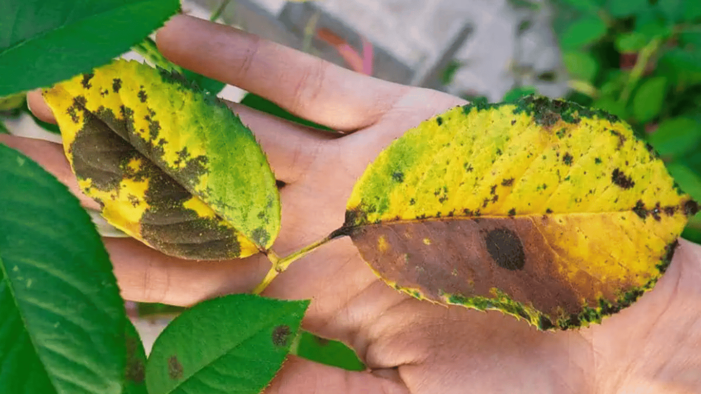 Black Spots on Roses - What to Plant to Save the Flower