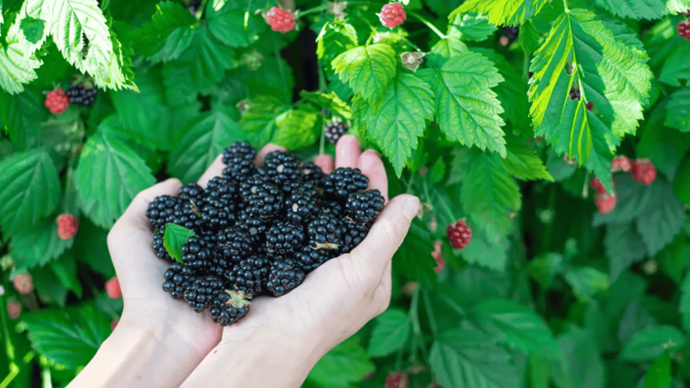 The berry yield will be three times larger - how to grow a big harvest of blackberries