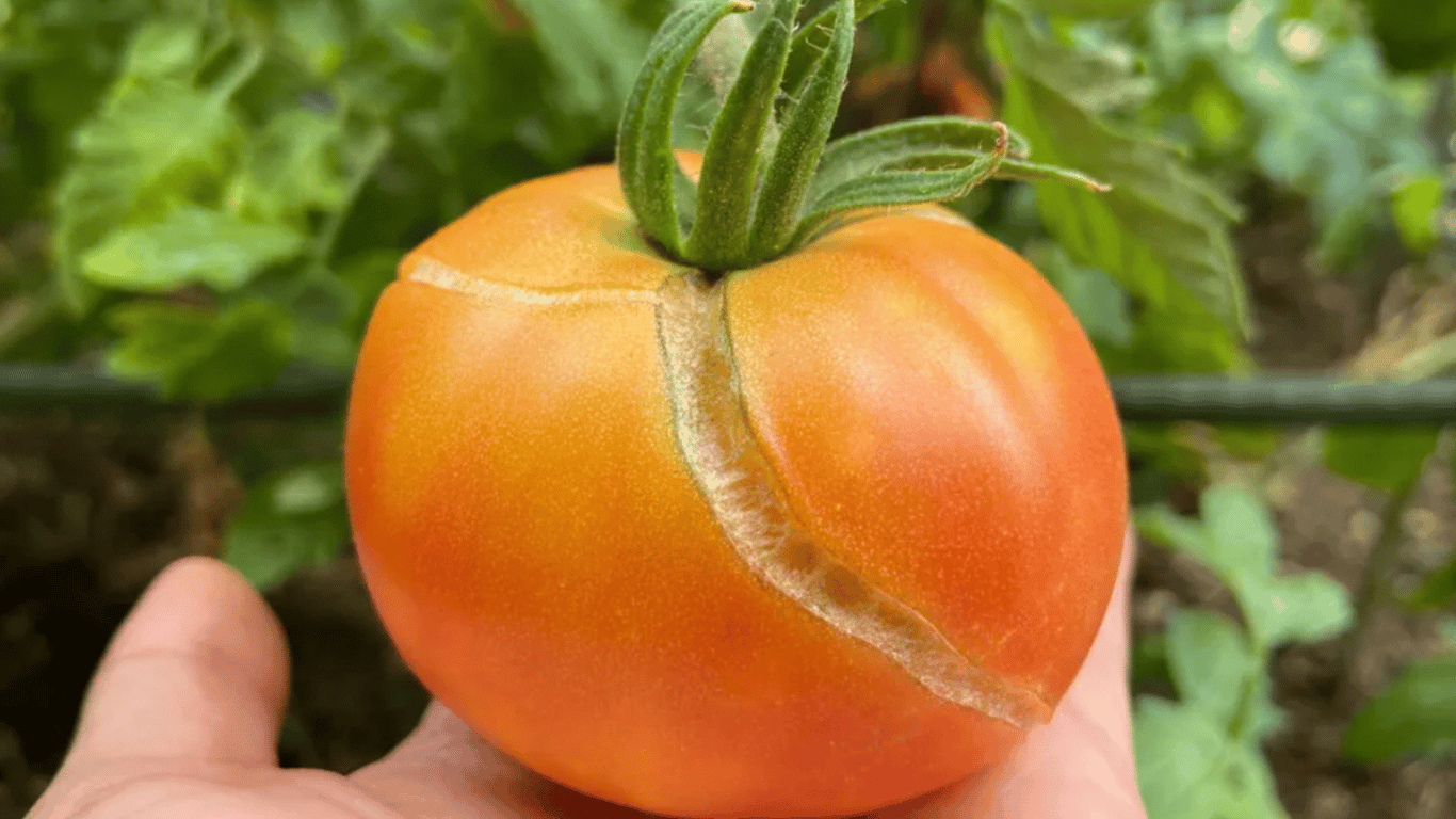 Tomaten reifen und platzen – warum und wie man die Ernte rechtzeitig rettet