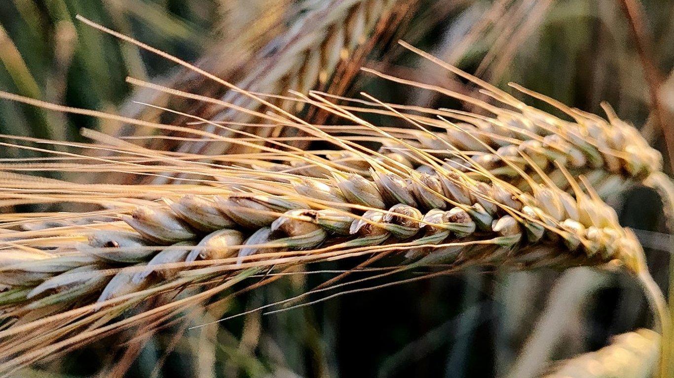 Preise für Getreide in der Ukraine - zu welchem Preis kann man Gerste verkaufen