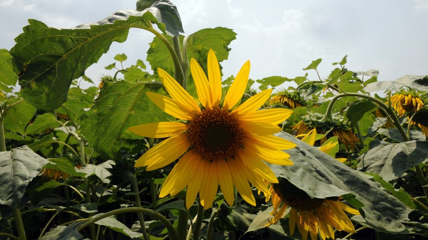 Sunflower has become trendy — how much does a ton of seeds cost