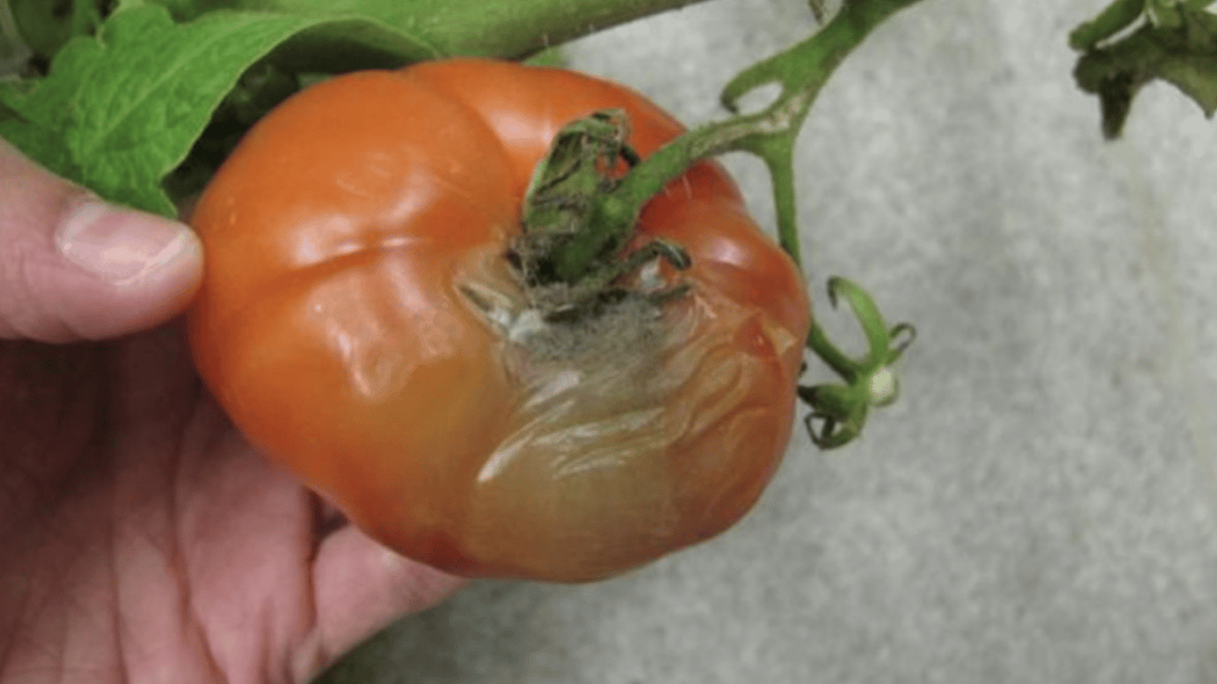 Tomatoes are rotting in the garden - how to save the harvest from disease